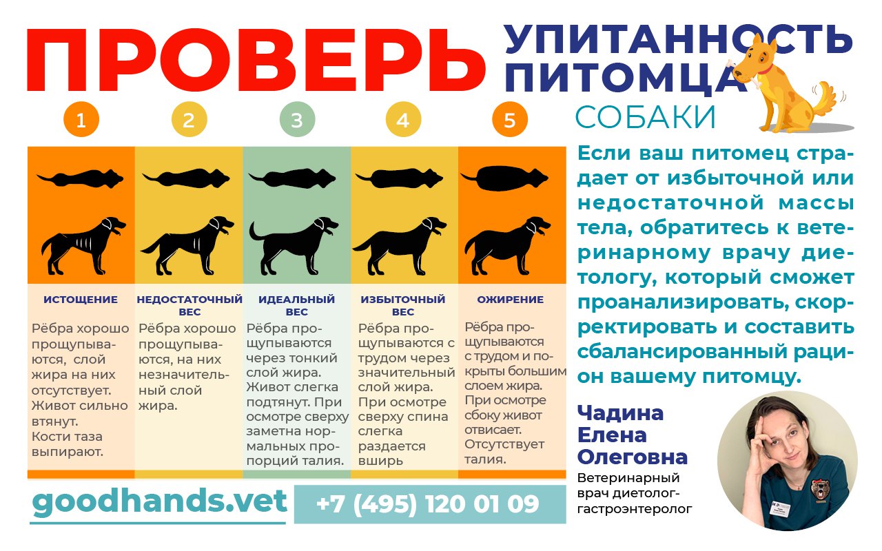 ожирение у собак таблица