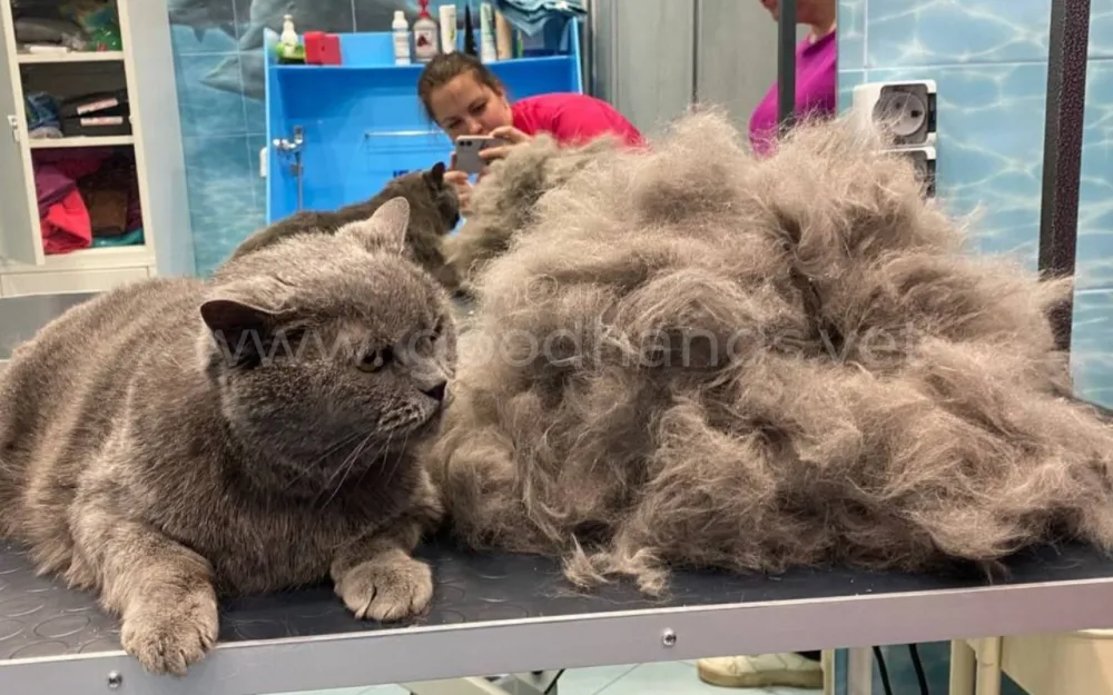 Можно ли кошку стричь летом2.png Можно ли кошку стричь летом2.png