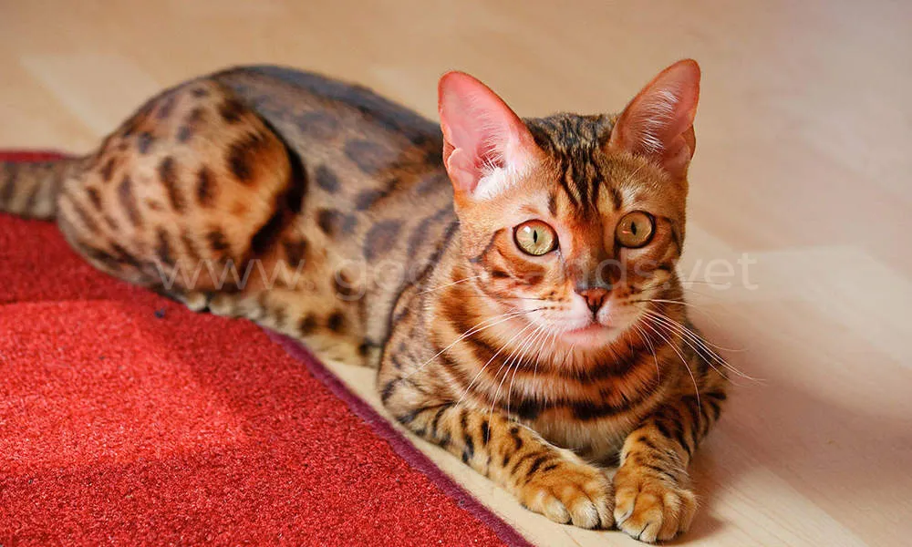 бенгальская кошка