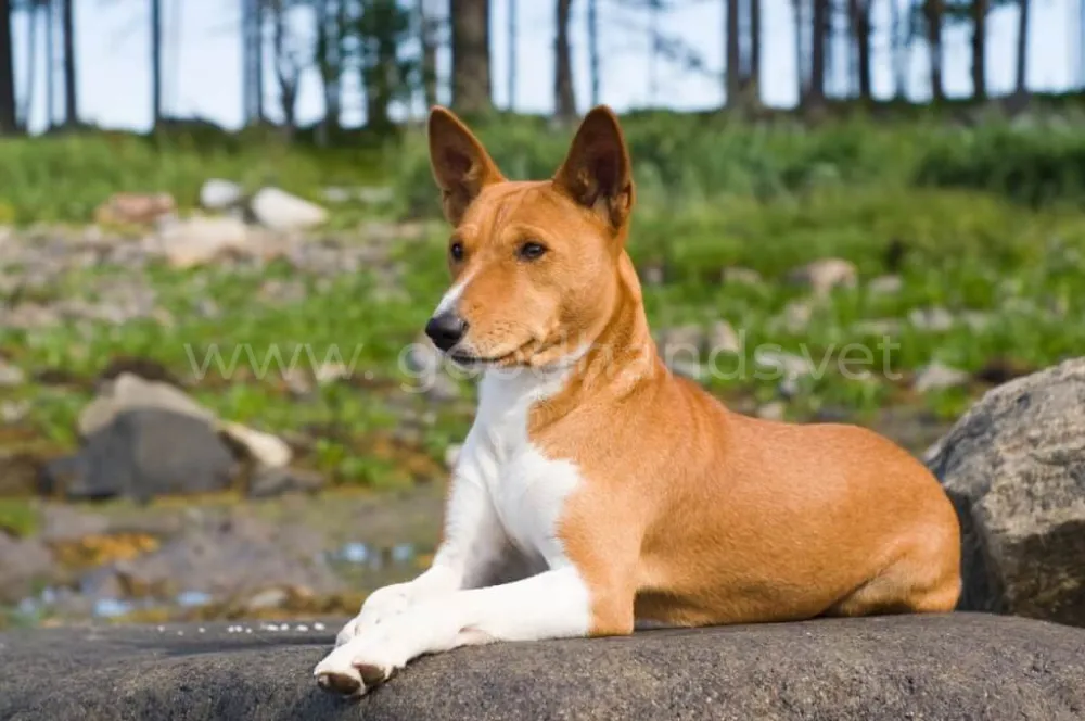 Basenji.jpg