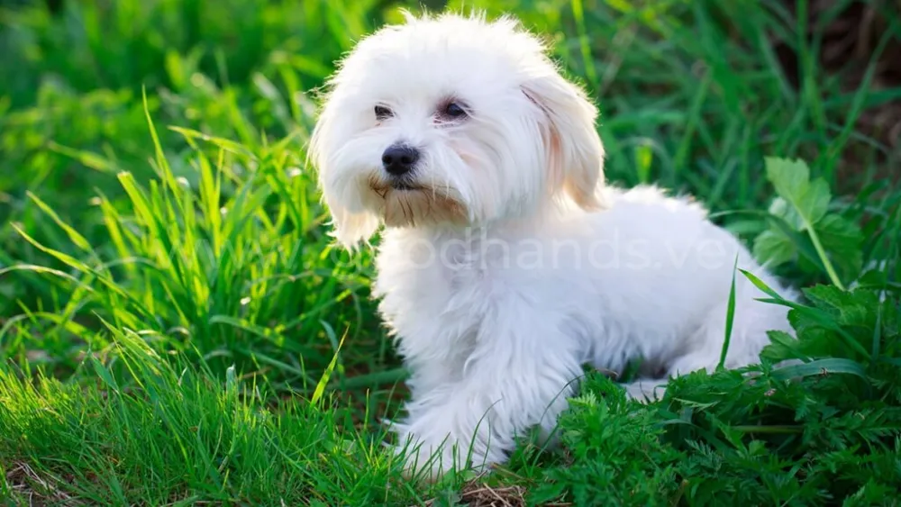 2016-Maltese-Breed.jpg