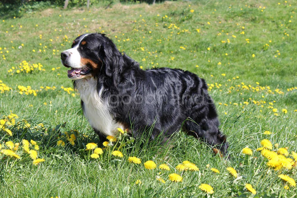 Bernskij-zennenhund3.jpg