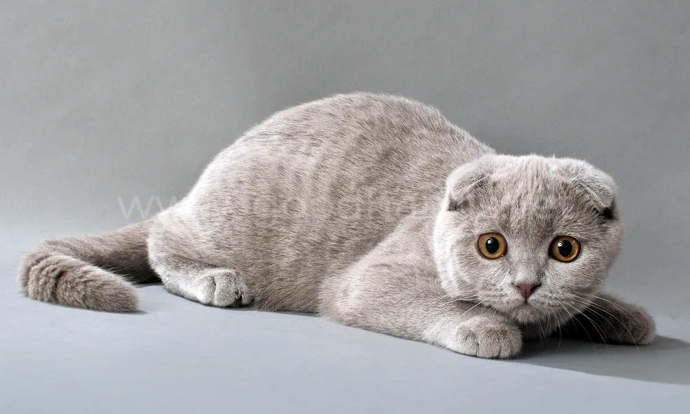 шотландская вислоухая кошка